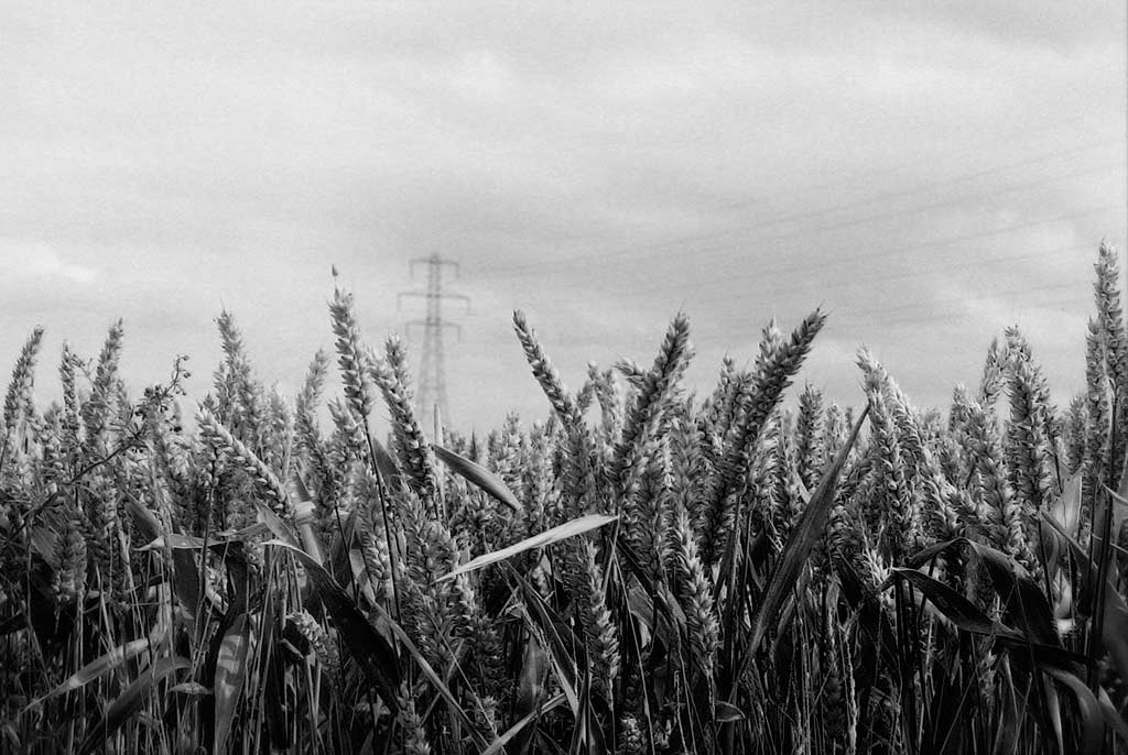 [The-Wheat-Field-3---Film%255B3%255D.jpg]