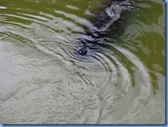 7937  private boat charter with Capt. Ron Presley  and his wife Karen - Banana River, Florida - Manatee