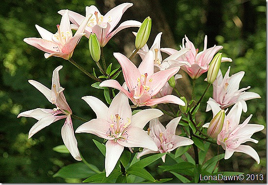 Lilies_Elodie_Asiatic2 Lilies_Elodie_Asiatic2