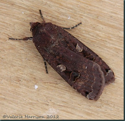 Large-Yellow-Underwing-5 Large-Yellow-Underwing-5