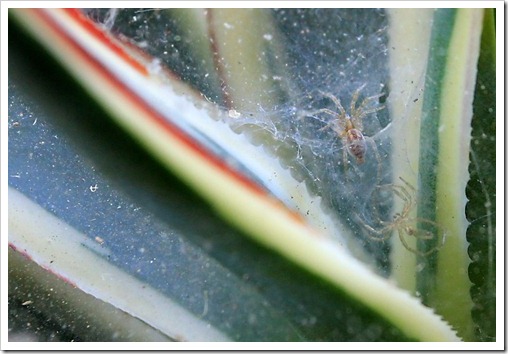 130524_spider-on-Agave-Snow-Glow