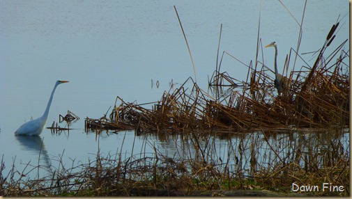 Mattamuskeet NWR_020