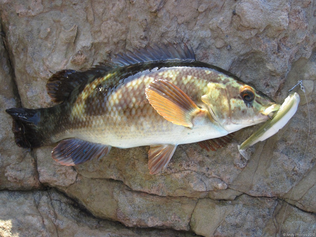 [IMG_1330%255B9%255D.jpg]