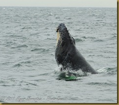 Whale Watch  _ROT3988   NIKON D3S June 02, 2011