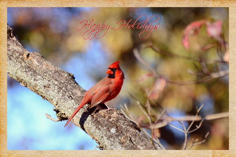 [Holiday-Card-2012---1-copy-26.jpg]