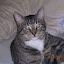 cats_chance_2010-05-23_02.JPG