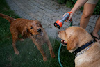 When flushing a dogs mouth, it is important to aim the stream forward or to the side to avoid having it go towards the dog's throat. Photo by Paul Morse