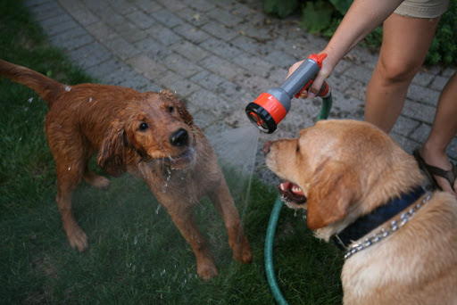 When flushing a dogs mouth, it is important to aim the stream forward or to the side to avoid having it go towards the dog's throat. Photo by Paul Morse When flushing a dogs mouth, it is important to aim the stream forward or to the side to avoid having it go towards the dog's throat. Photo by Paul Morse