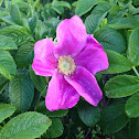 Rugosa Rose