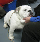 Bulldog