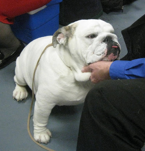 Bulldog