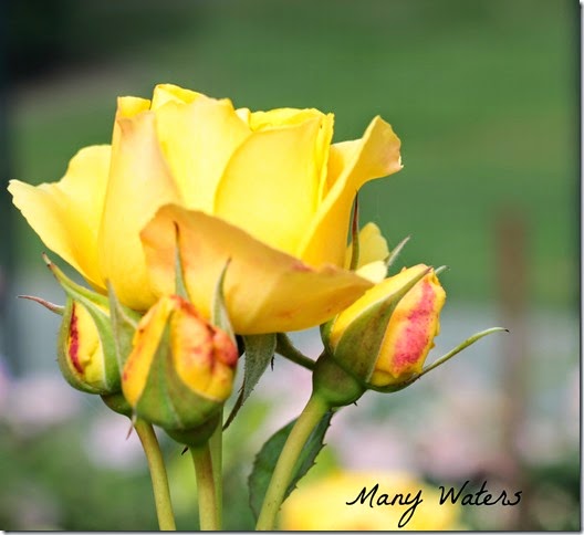 Many Waters Mommy Rose Many Waters Mommy Rose
