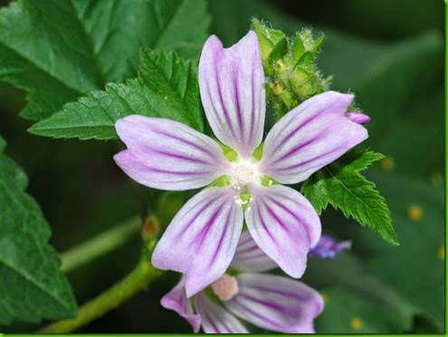 Lavatera cretica 3 Lavatera cretica 3