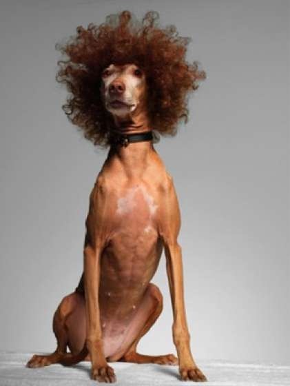 [perros%2520dsifrazados%2520%25285%2529%255B3%255D.jpg]