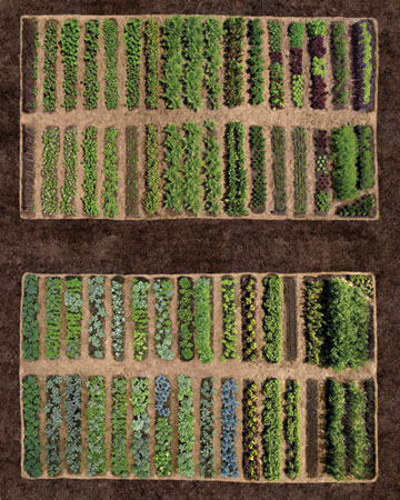 Plan for spring by planing your vegetable garden. So start leafing through seed and plant catalogs. Once you've picked your favorite plants, begin placing orders and plotting out what will go where. Plan for spring by planing your vegetable garden. So start leafing through seed and plant catalogs. Once you've picked your favorite plants, begin placing orders and plotting out what will go where.
