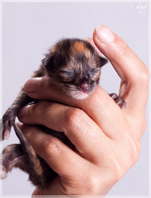 Фото котенка мейн-кун Fleur возраст 1 день
