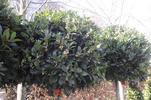 claus20120330_070540