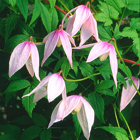 [clematis%2520alpina%2520willy%255B5%255D.jpg]