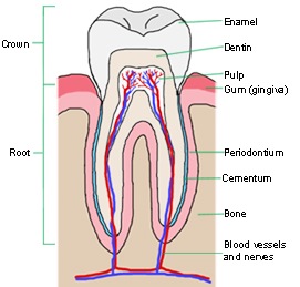 [tooth-structure-1%255B10%255D.jpg]