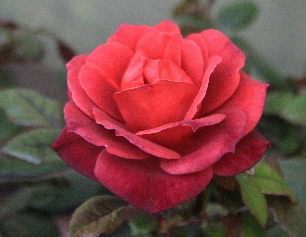 [IMG_8138%255B3%255D.jpg]