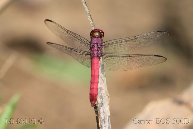 [IMG_9907%255B5%255D.jpg]