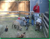 boys feeding goat