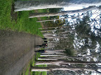 Aug 3 - Main driveway, Cruden Farm