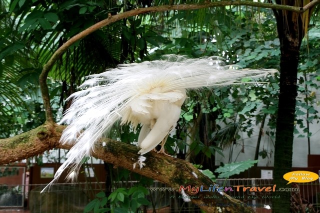 Langkawi Wildlife Park Langkawi Wildlife Park