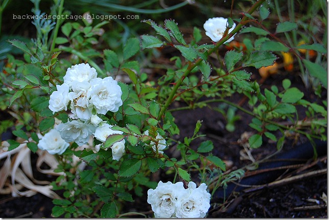 whiterose