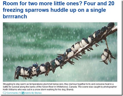 swallows
