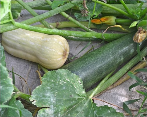 zucchini and butternut