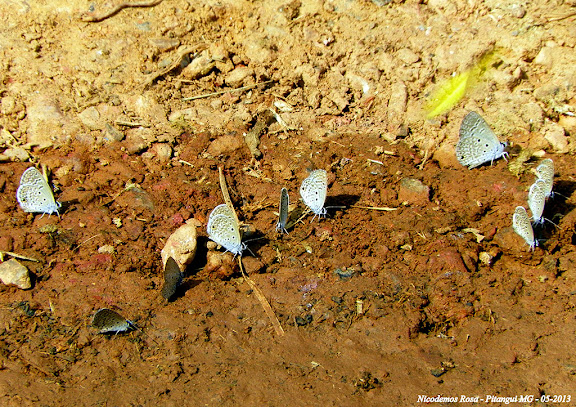 Lépidoptères de Pitangui au Minas Gerais - Hemiargus hanno (STOLL, 1790). Pitangui (MG, Brésil), 22 mai 2013. Photo : Nicodemos Rosa
