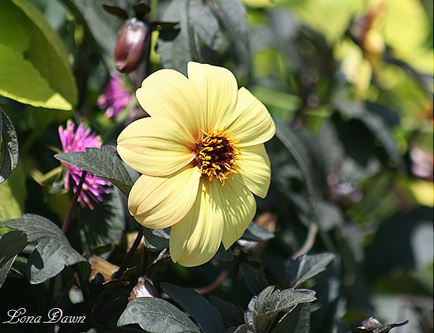 [FPC_Dahlia2_Aug18%255B11%255D.jpg]