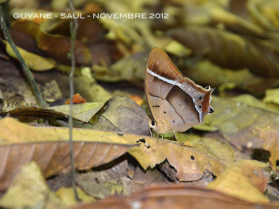 Antirrhea philoctetes (LINNAEUS, 1758). Saül, novembre 2012. Photo : M. Belloin