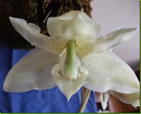 OR Stanhopea florida OR Stanhopea florida