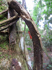 Bright red little jungle bug. Obviously not poisonous at all.