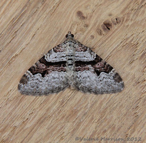 [flame-carpet2.jpg]