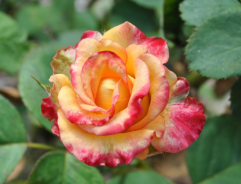 [04f7---Flowers-in-the-Rose-Garden5.jpg]