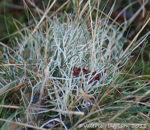 [8-lichen%255B2%255D.jpg]