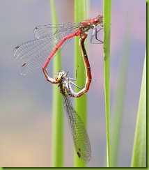 Damselfly_mating_wheel