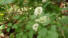 Physocarpuscapitatushna20120505_82
