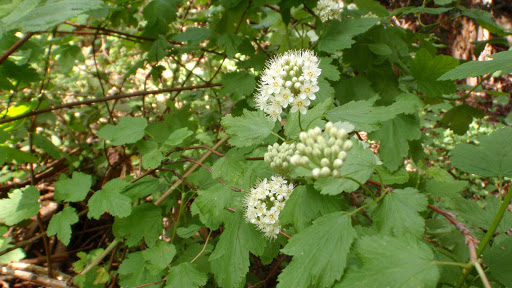 Physocarpuscapitatushna20120505_82