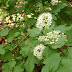 Physocarpuscapitatushna20120505_82