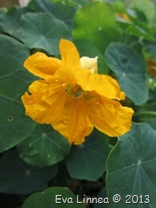 IMG_7529 IMG_7529