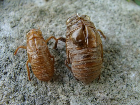 Magicicada and annual cicada shell side-by-side Magicicada and annual cicada shell side-by-side