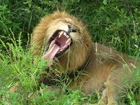Dominant male lion - Thornybush Reserve, Kruger NP, South Africa