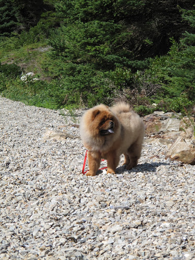 And that ocean breeze sure tastes good on my black chow tongue.