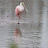 Roseate Spoonbill, standing on one leg, in the estuary