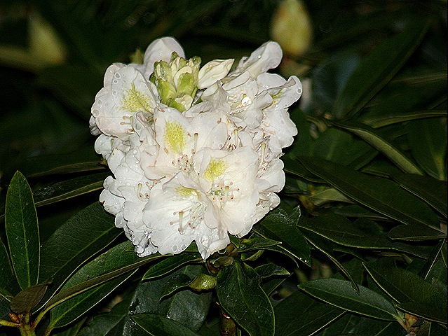 [Rhododendron_White%255B4%255D.jpg]