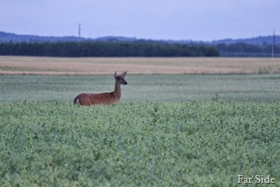 Belly deep in peas